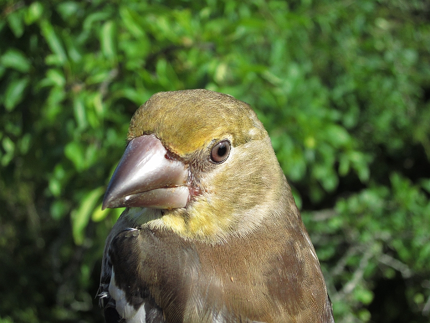 Hawfinch, Sundre 20120828